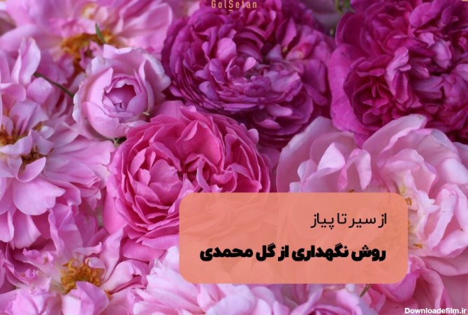از صفر تا صد روش نگهداری گل محمدی را یاد بگیرید | گُل‌سِتان