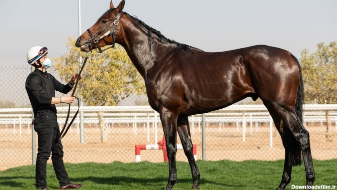 مشرف، اسبی که گران ترین جایزه ورزشی دنیا را از آن خود کرد | طرفداری