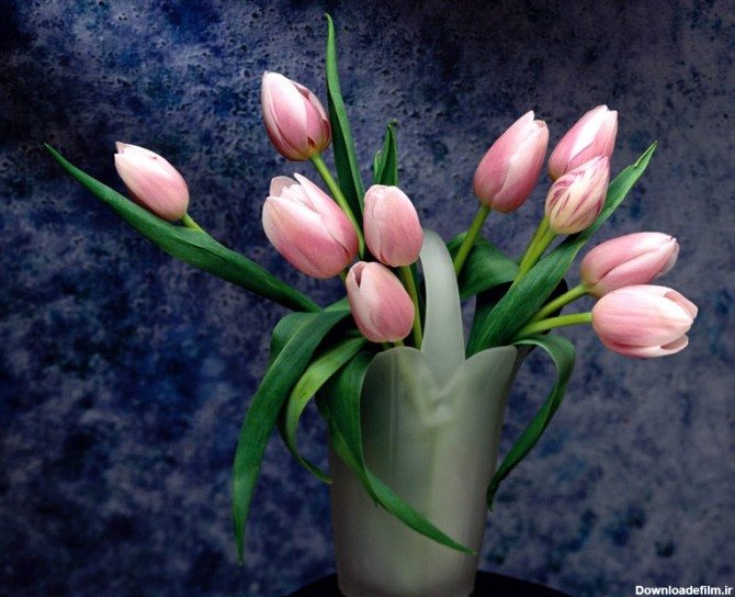 عکس گلهای زیبا و رمانتیک