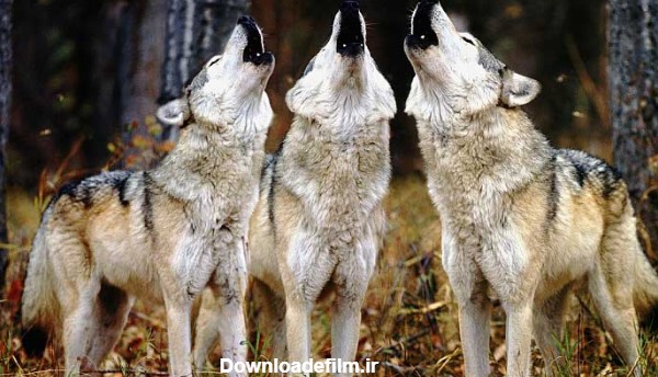 ویدوآل | "رهبری" در میان گرگ‌ها|جانداران(3 مورد)