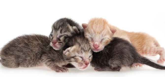 10 حقیقت جالب درباره بچه گربه های تازه متولد شده - پت شاپ ...