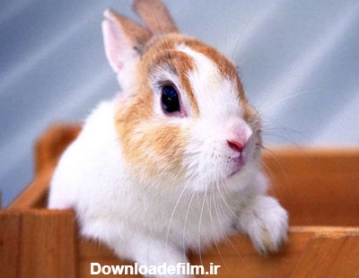 عکسهای خرگوش های ناز و زیبا