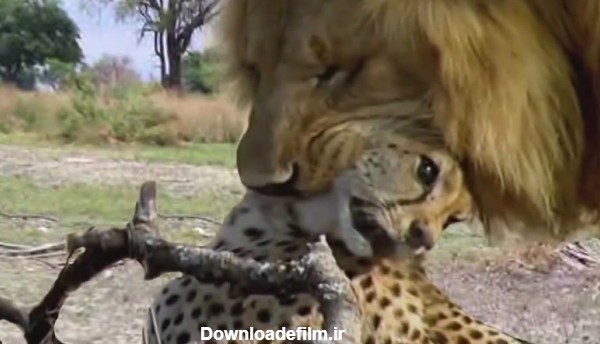 شیر در جستجوی یوزپلنگ نبرد حیوانات وحشی