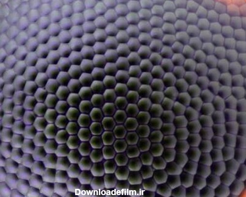 چشم مورچه به زیر میکروسکوپ/تصویر