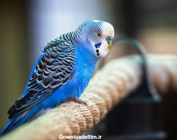 عکس مرغ عشق زیبای آبی رنگ با کیفیت بالا