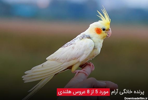 پرنده خانگی آرام مورد 5 از 8 عروس هلندی یا کاکاتیل - چیکن دیوایس