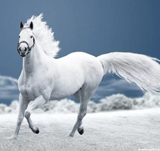 عکس اسب زیبا جدید
