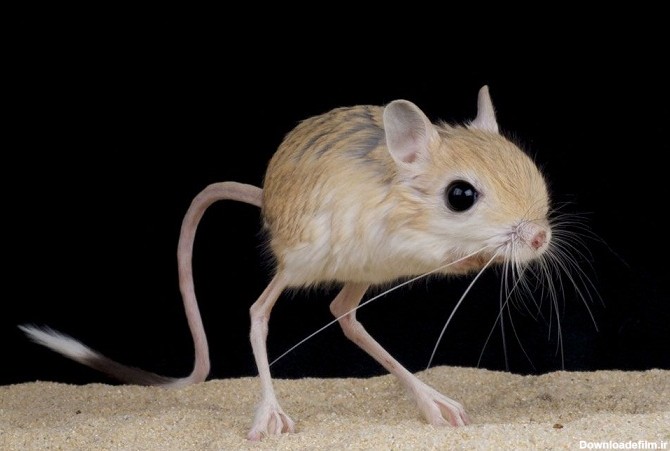 کوچکترین پستانداران دنیا را بشناسید (+عکس)