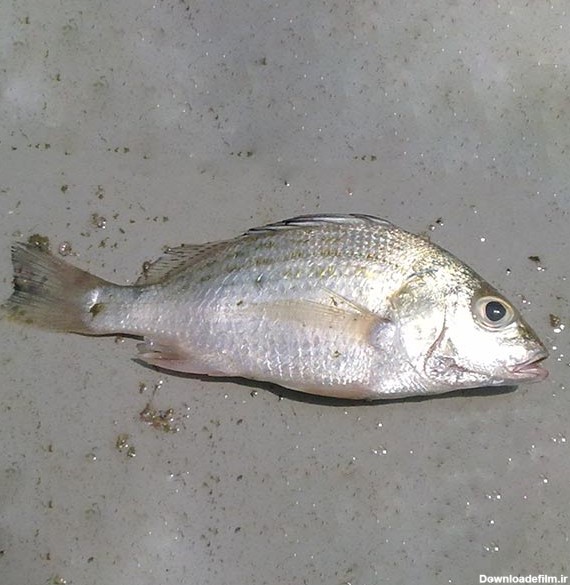ماهی سنگسر پاک نشده برای فروش در وبسایت ماهی مشتا