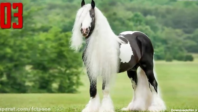 10 تا از زیباترین نژادهای اسب در جهان