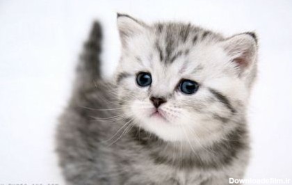 تصویر بچه گربه ناز و ملوس و مامانی Small Kitty widescreen