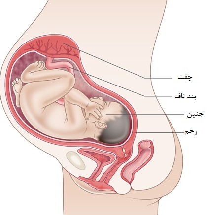 تغییرات بدن مادر و جنین در هفته سی و چهارم بارداری