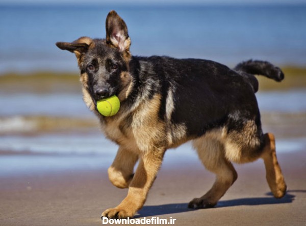 تشخیص اصالت سگ ژرمن شپرد همراه با توضیحات کامل - پت زیپ