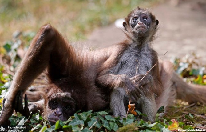 آخرین خبر | توجه میمون های عنکبوتی به دوربین