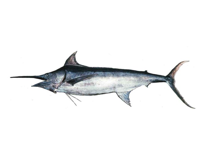 نیزه ماهی سیاه - مستندات فقهی