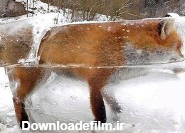 ببینید | لحظه باورنکردنی زنده شدن یک روباه یخ‌زده؛ معجزه مقابل دوربین‌ها