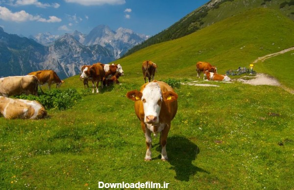 تصاویر جشن ییلاق گاوهای فرانسوی را ببینید | فایندز