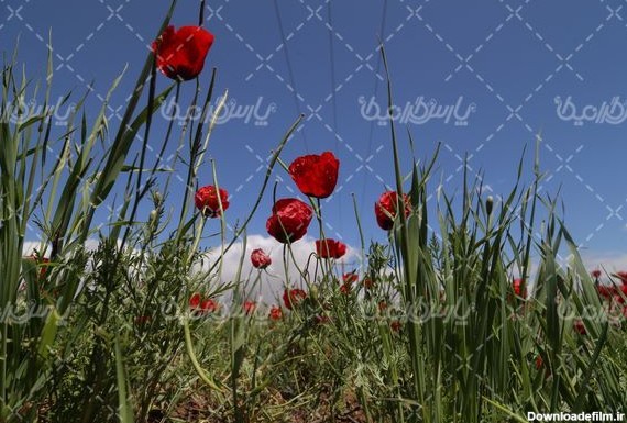 تصویر با کیفیت گل شقایق - ایران طرح
