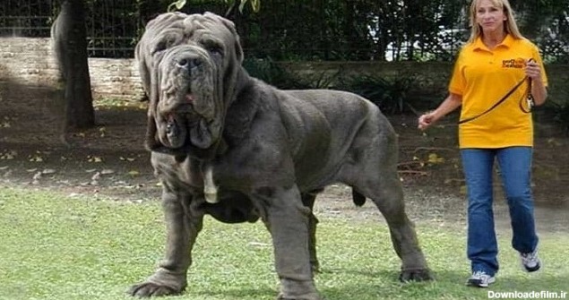 بزرگترین سگ های جهان ؛ بزرگتر از آنچه هستند که فکرش را ...