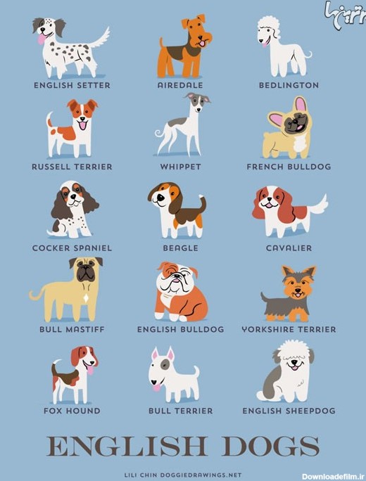 عکس تمامی نژاد سگ ها