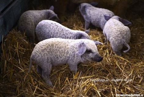 خوک گوسفندی تابحال دیده اید؟! +عکس