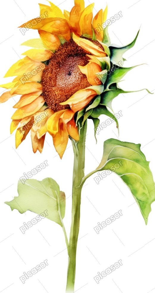 عکس گل آفتابگردان نقاشی