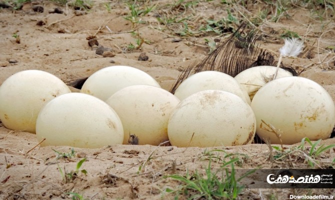 نکات مهم در انتخاب و مراقبت از تخم شترمرغ که باید بدانید ...