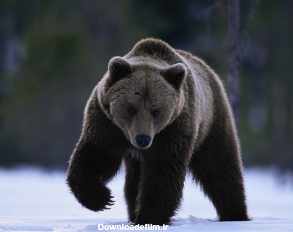 خرس سیاه black bear