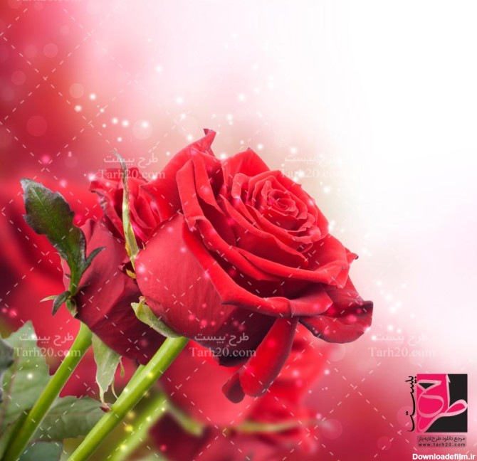دانلود عکس با کیفیت گل رز قرمز - طرح 20