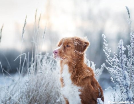 راهنمای کامل برای مراقبت از سگ ها در فصل زمستان