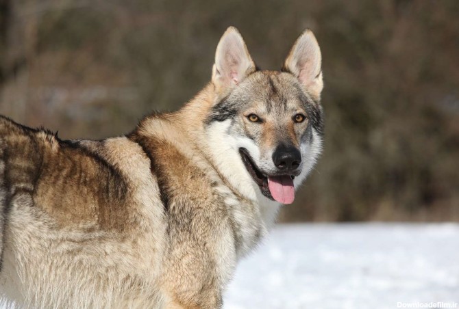 نژاد سگ چکسلواکین ولف داگ (Czechoslovakian Wolfdog) عکس و ویدیو