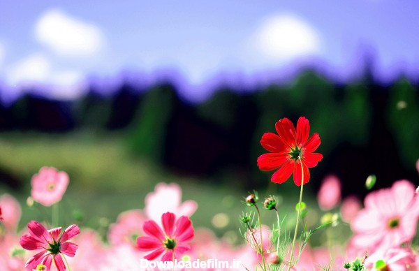 عکس منظره گلهای رنگارنگ بهاری زیبا در طبیعت بهار