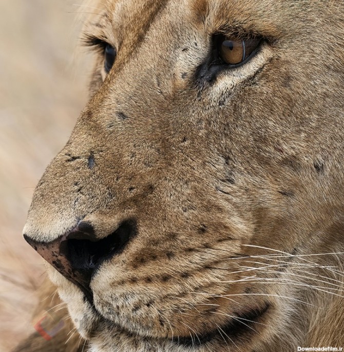عکس سر شیر سلطان جنگل با کیفیت بالا | حیوانات | فایل آوران