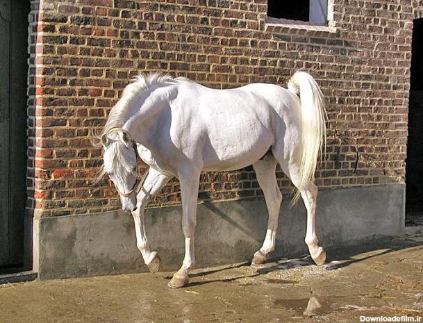 خرید و فروش اسب ترکمن سفید با شرایط فوق العاده - آراد برندینگ