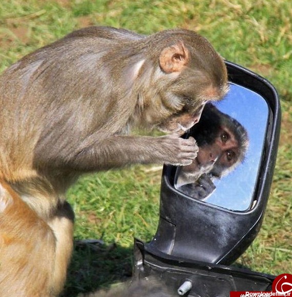 دزدی خنده‌‌دار میمون‌ها از اتومبیل بی‌سرنشین +تصاویر