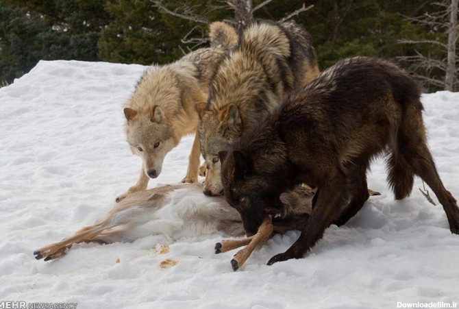 تصاویر/ مبارزه خرس با گرگ ها - تسنیم
