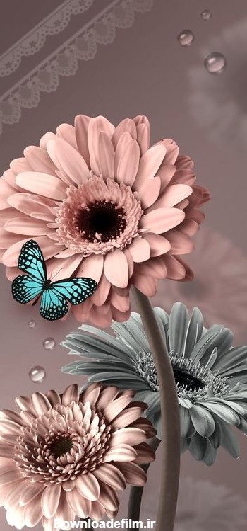 دانلود عکس گل داوود و پروانه آبی برای پروفایل با کیفیت بالا