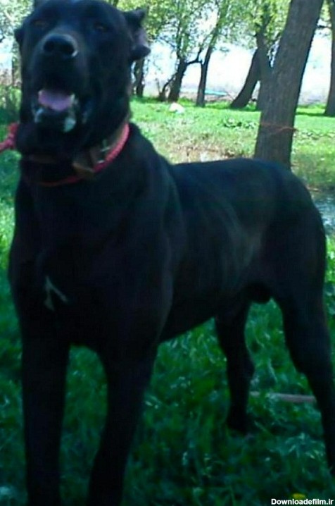 سگ سیاه - عکس ویسگون