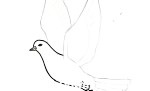 آموزش کشیدن نقاشی کبوتر