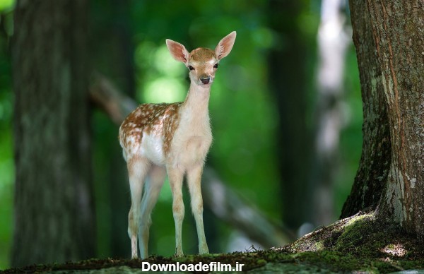 عکس بچه گوزن در طبیعت deer baby in nature