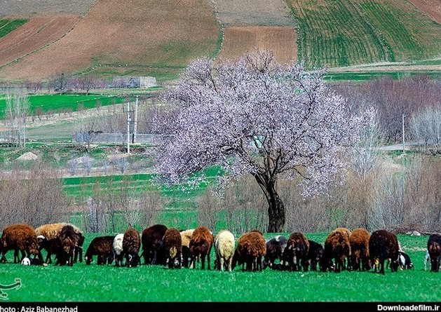 عکس بهار لرستان