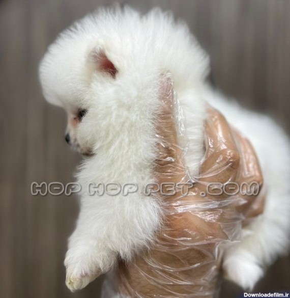 توله سگ پامرانین عروسکی دو ماهه (۲)