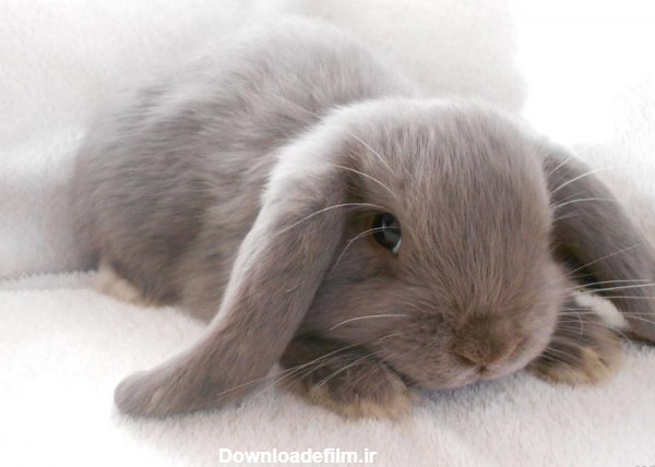 عکس خرگوش هلندی - عکس نودی