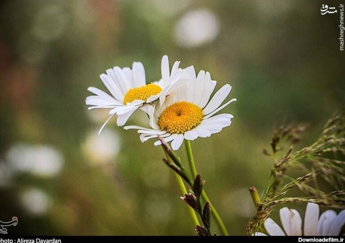 مشرق نیوز - عکس/ گلهای بابونه در طبیعت بهاری اردبیل