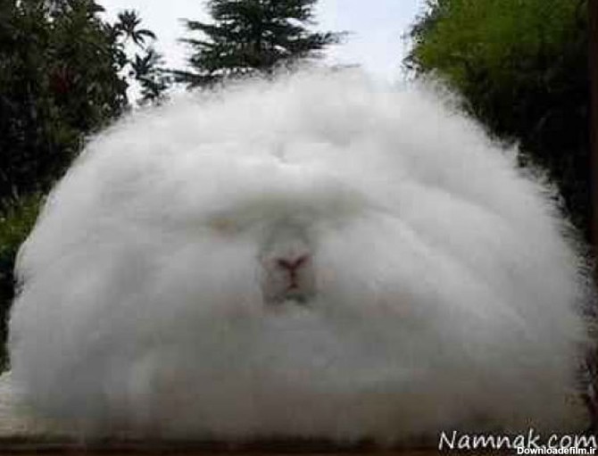 عکس/ عجیب‌ترین خرگوش جهان