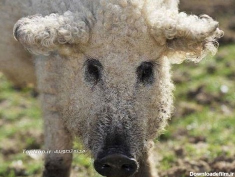 خوک گوسفندی تابحال دیده اید؟! +عکس