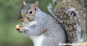سنجاب‌ها، ناجی درختان بلوط زاگرس - همشهری آنلاین