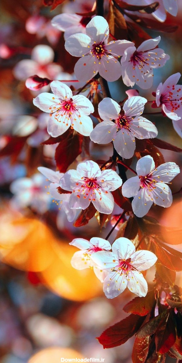 تصویر زمینه شکوفه های گیلاس برای گوشی با کیفیت بالا
