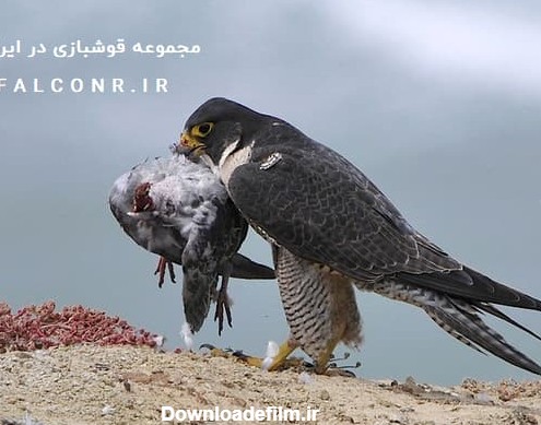 تغذیه پرندگان شکاری :: قوشبازی در ایران | پرندگان شکاری