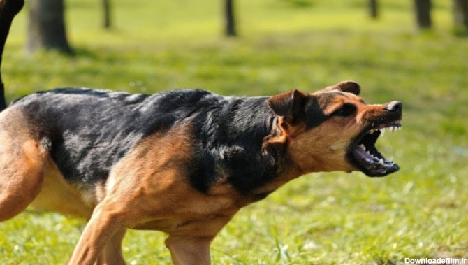 صدای سگ - صدای 10 نوع سگ - صدای سگ شاد، عصبانی و بلند